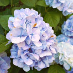 山口県の紫陽花の名所10選～梅雨の季節に訪れたい花の楽園