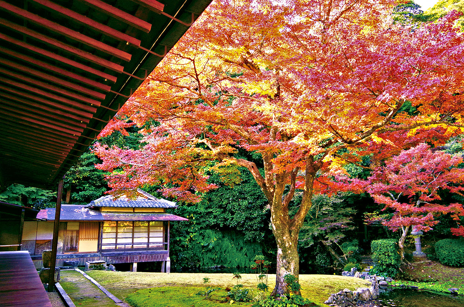 1200年の歴史が息づく宗隣寺で、静寂と紅葉が織りなす幽玄の世界へ