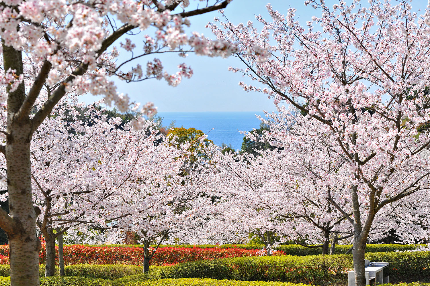 冠山総合公園：光市で満喫する桜の絶景！