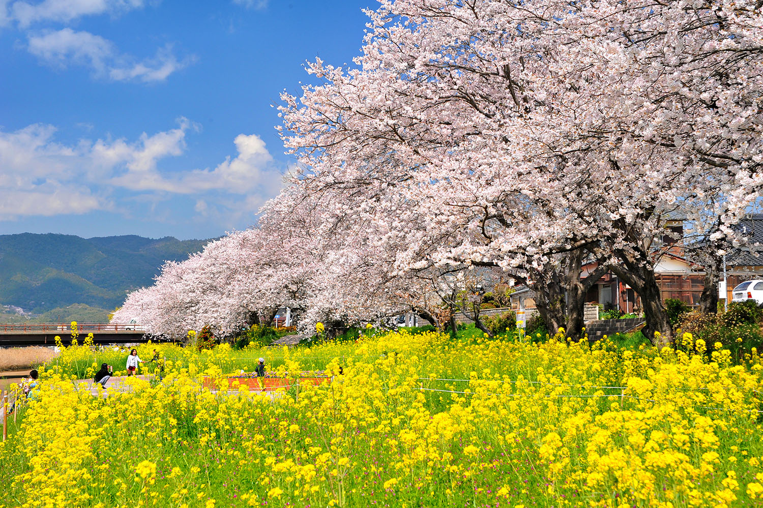 島田川：光市を彩る桜並木！川面に映る絶景を満喫【お花見スポット】