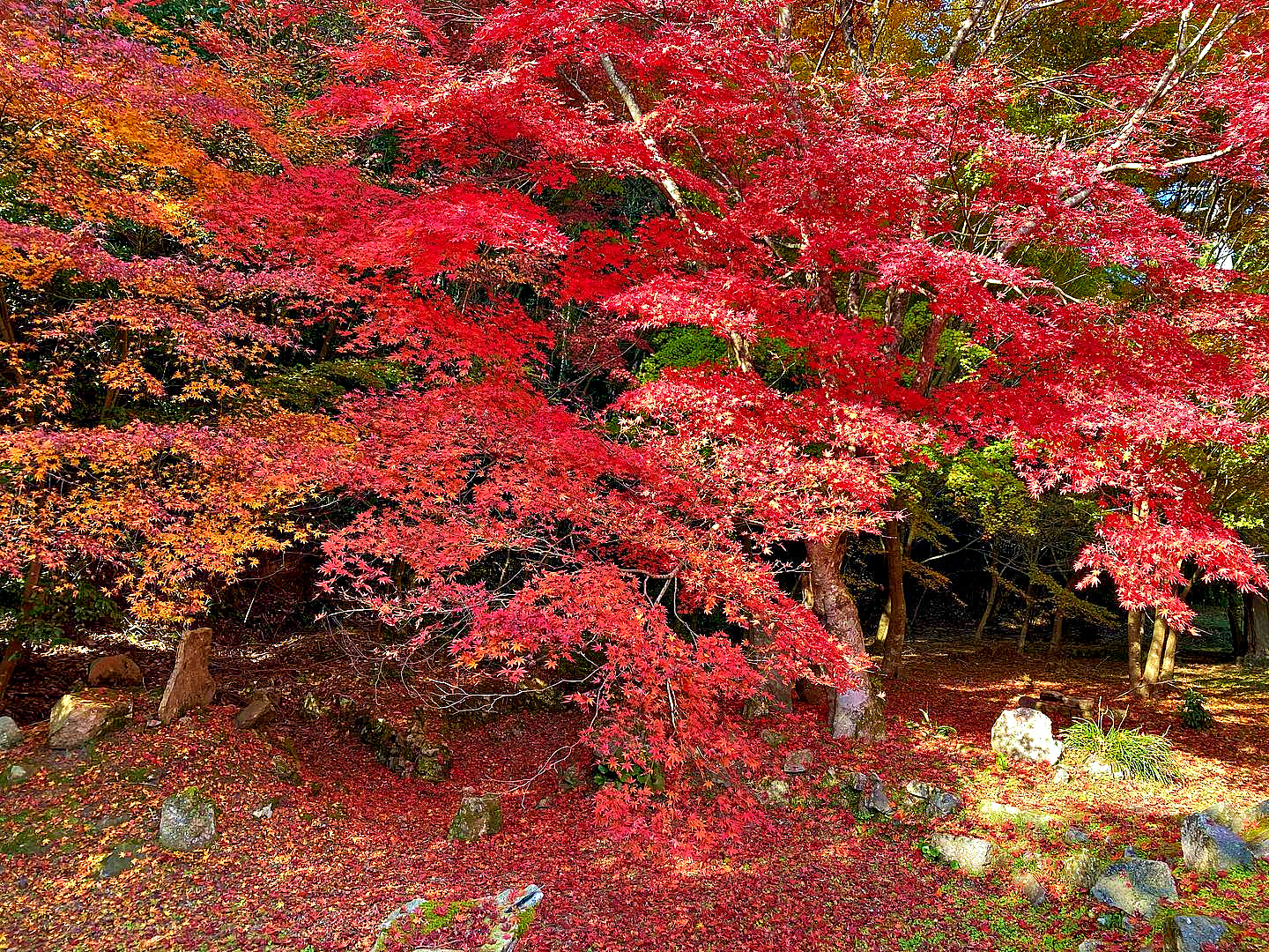 米川旧内藤家庭園：静寂に包まれた、紅葉が美しい隠れ家