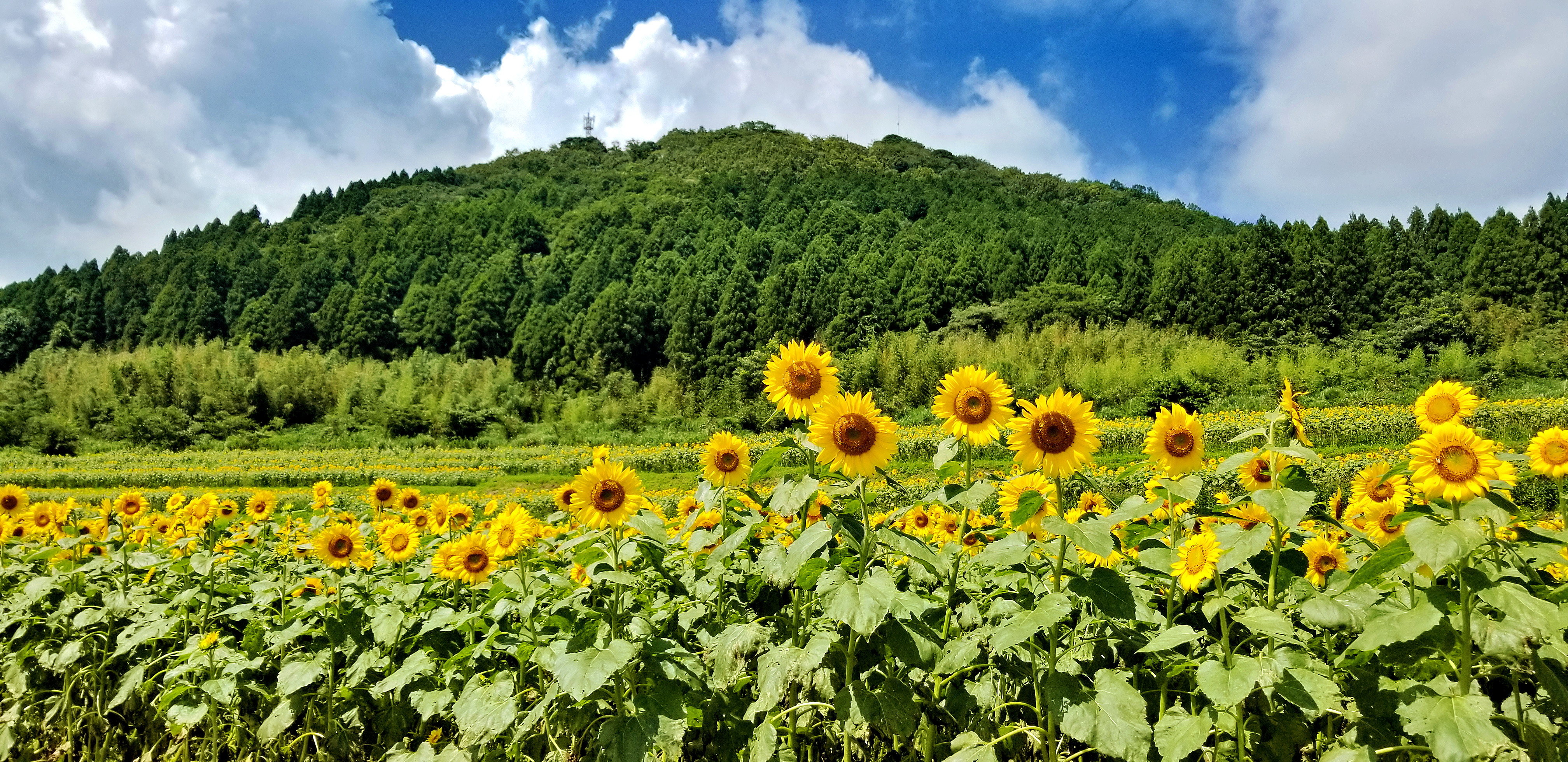 むつみひまわりロード：夏を彩る50万本のひまわり畑