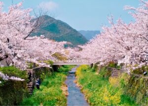 夜桜散歩でロマンチックな春を。「一の坂川 桜のライトアップ」