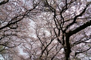 ピンクのトンネルに心奪われる！「徳佐八幡宮 桜まつり」で春の絶景を堪能