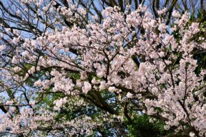 夜桜とぼんぼりの幻想的な光景。「東川ぼんぼりまつり」で春の風物詩を堪能！
